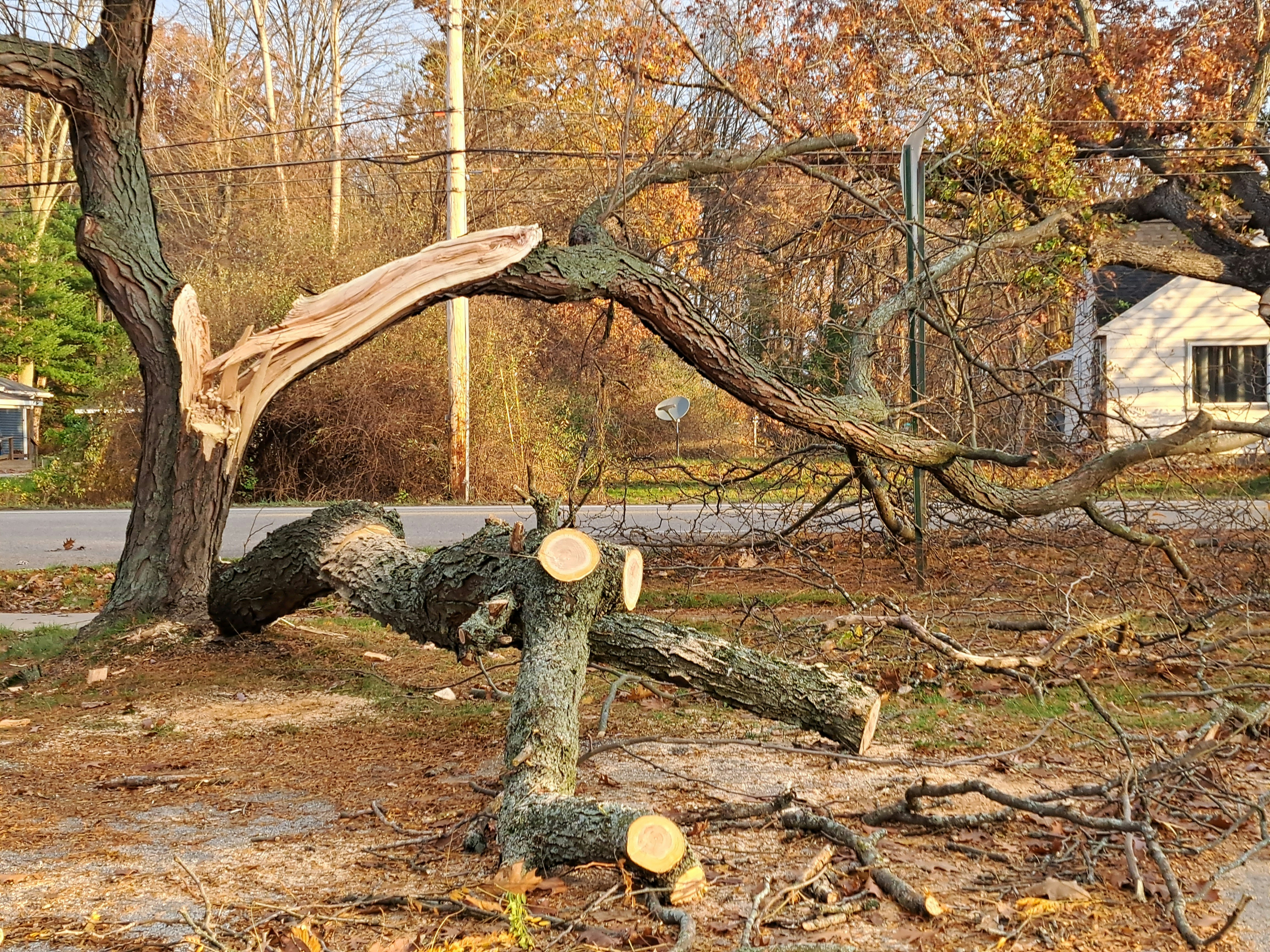Professional emergency tree service in Troy