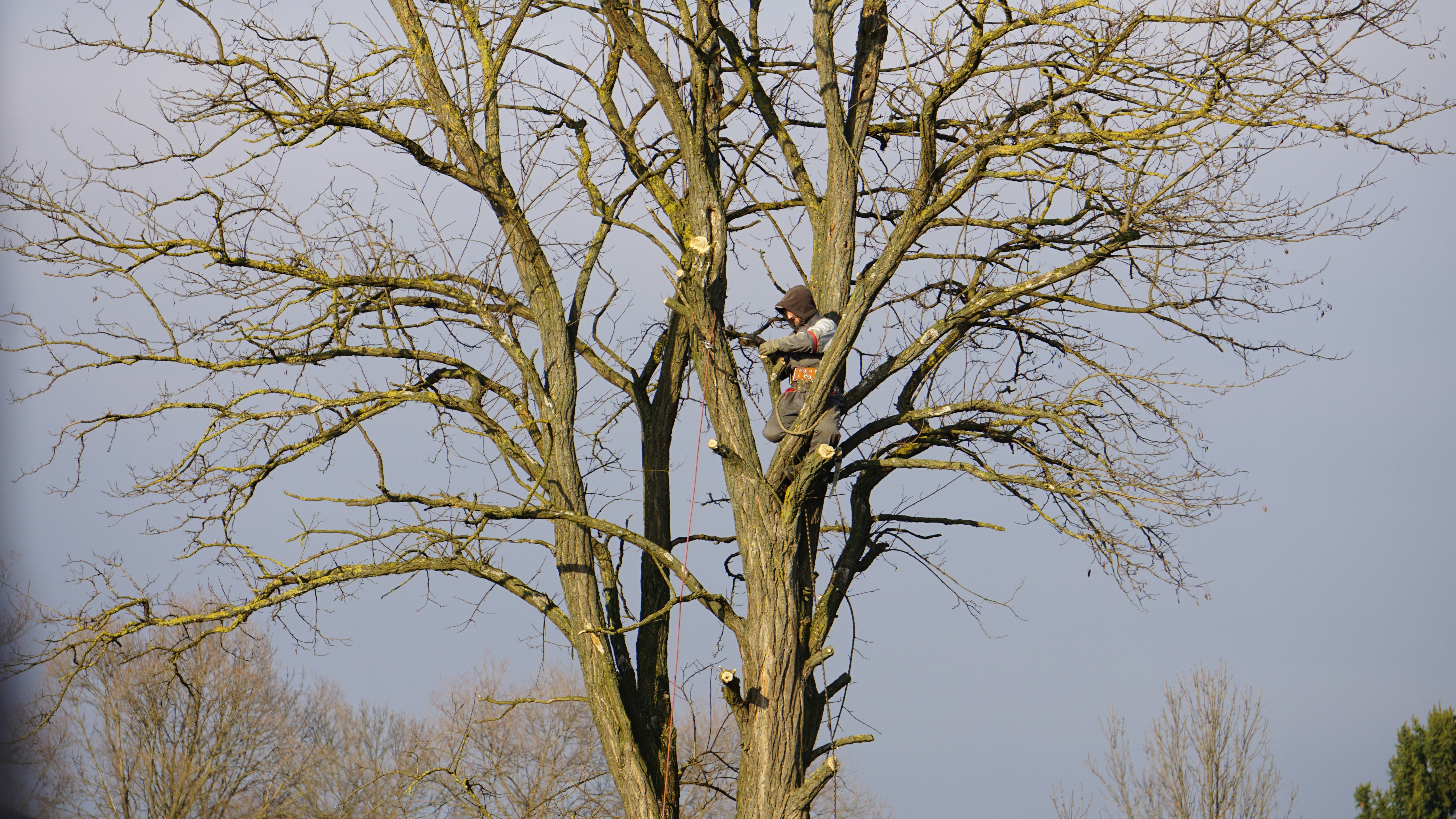 Professional tree trimming in Farmington Hills