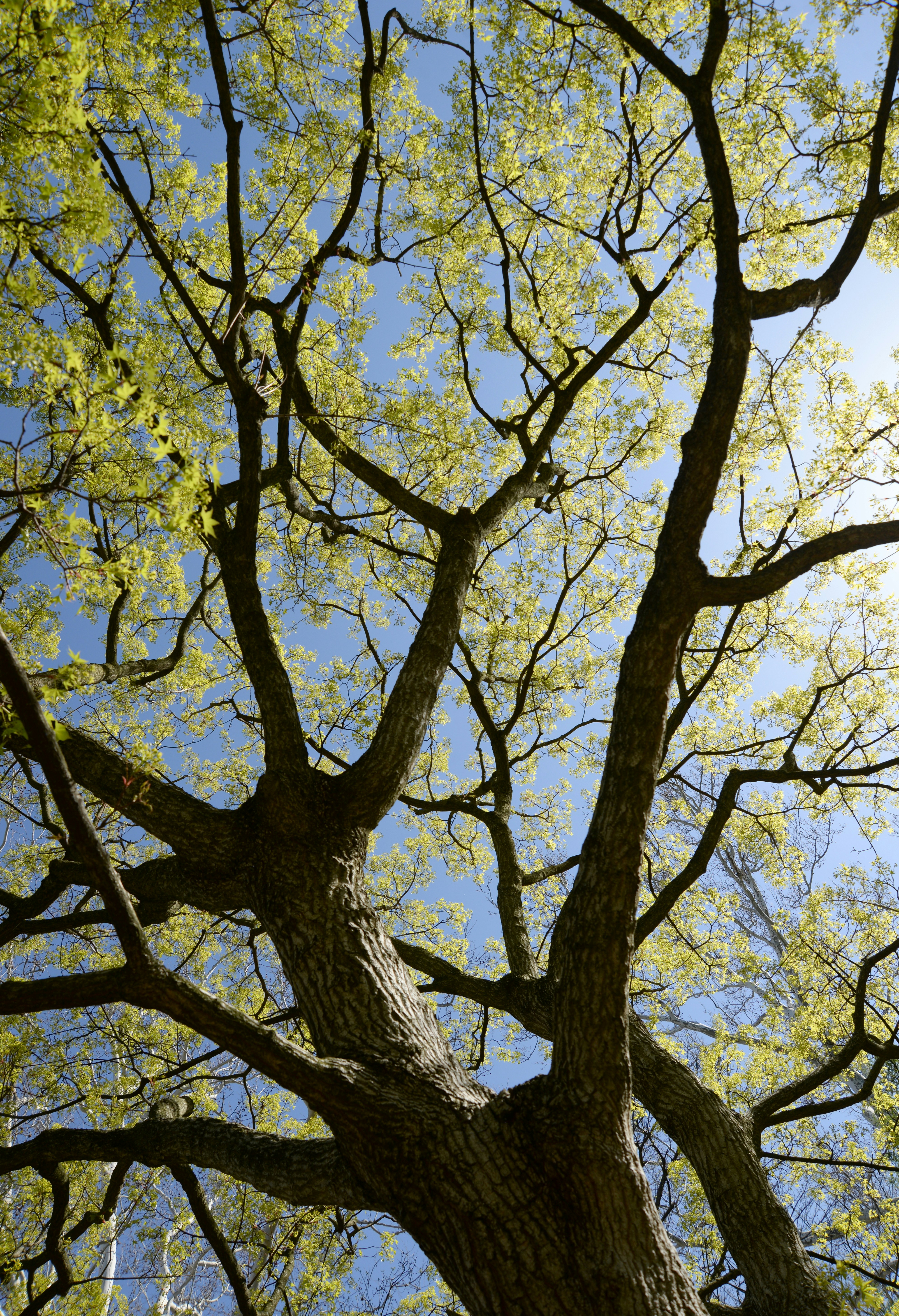 Professional tree trimming in Troy
