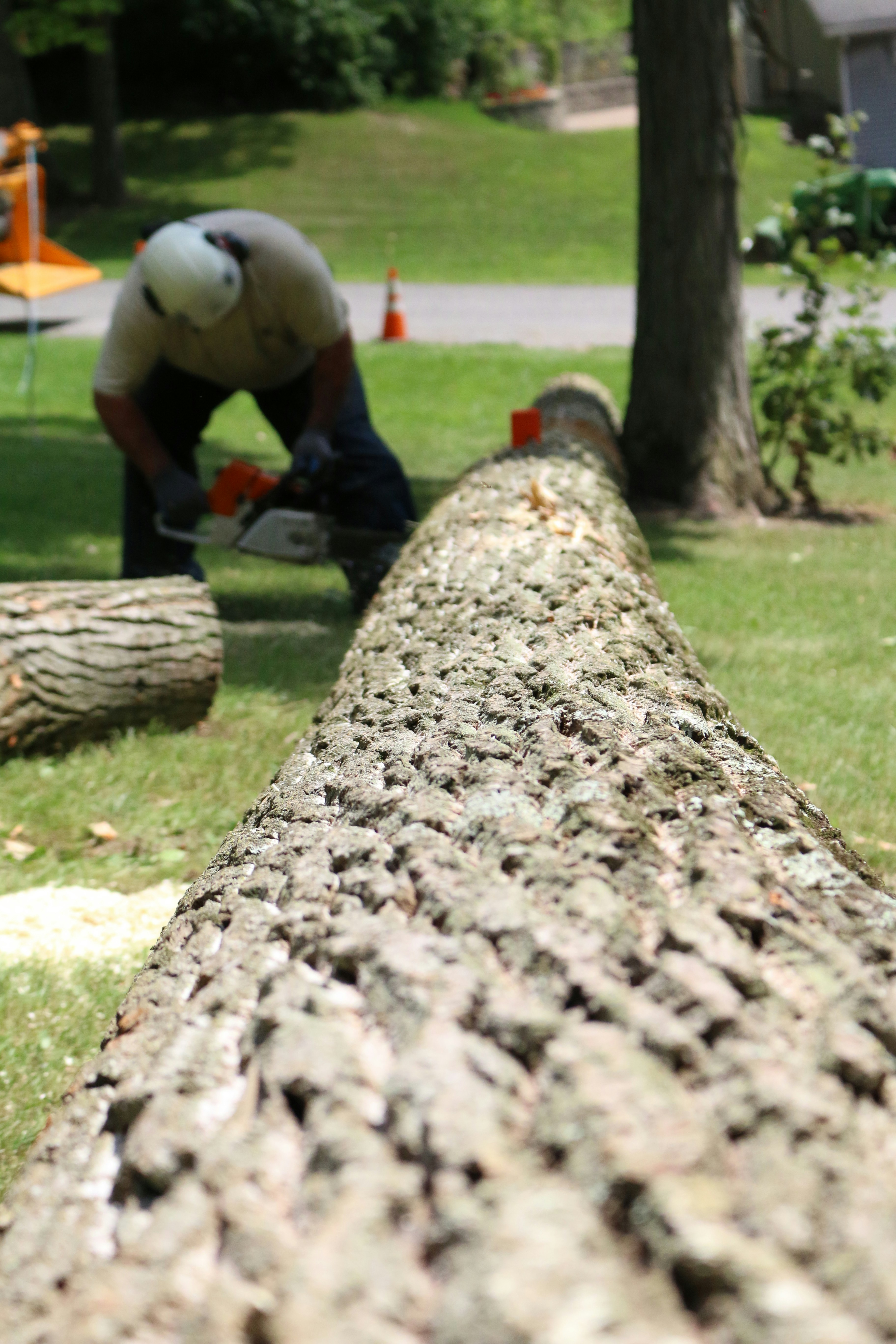 Professional emergency tree service in Novi