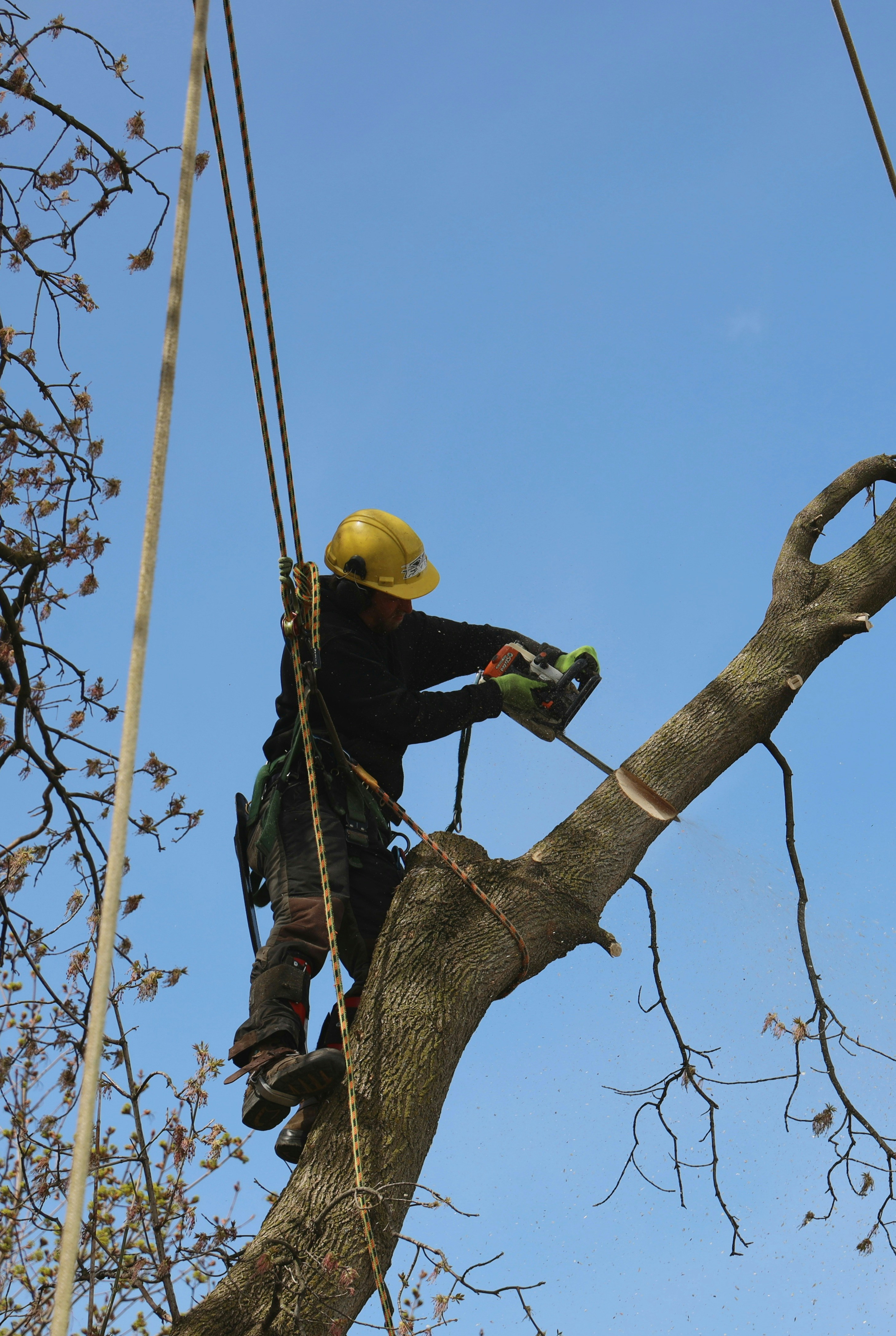 Professional tree removal in Novi