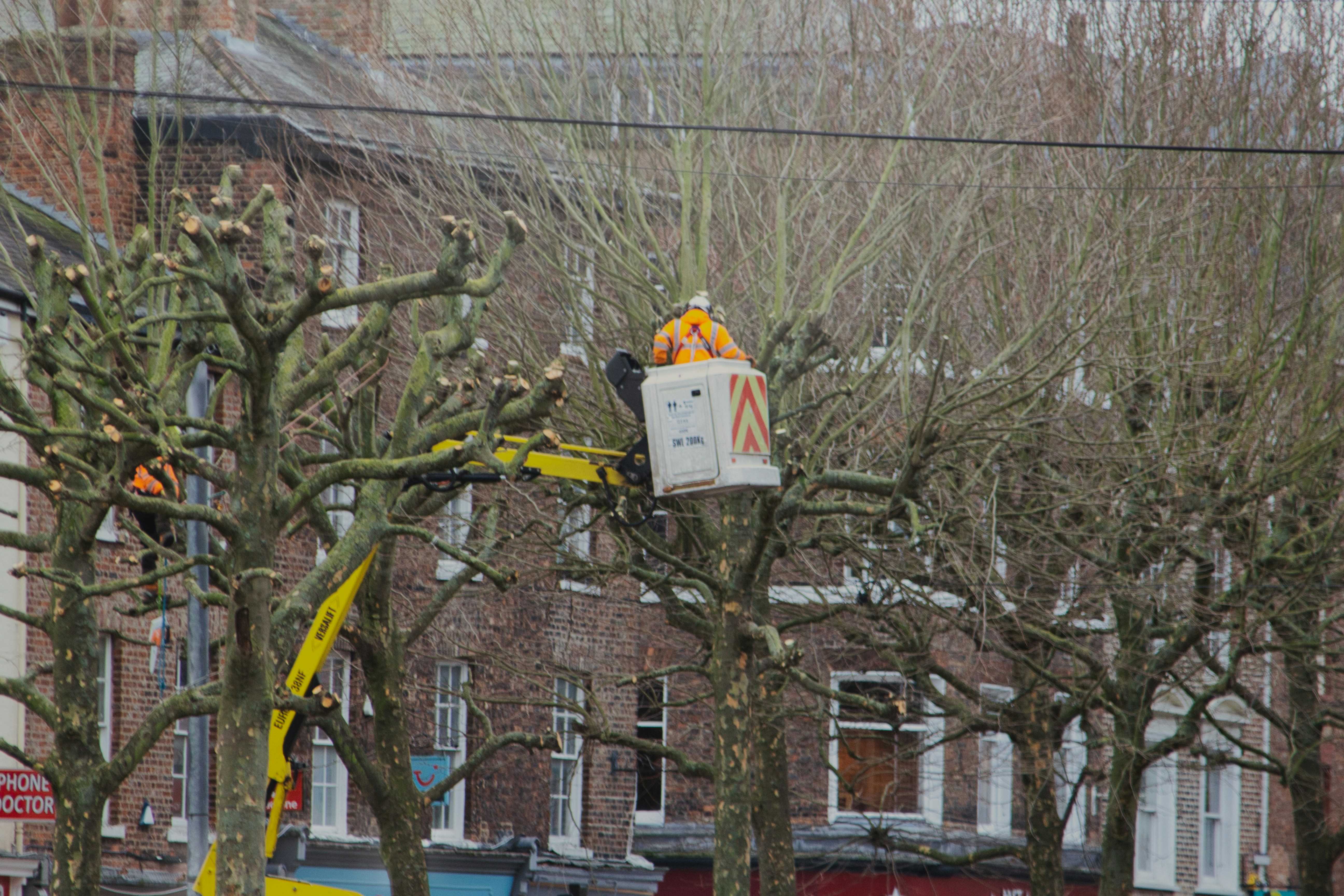 Professional tree trimming in Berkley